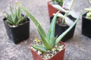 tips-for-planting-a-succulent-garden