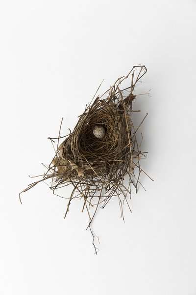 Jeanne Gang Shares Why She Keeps More Than 20 Bird’s Nests in Her Office