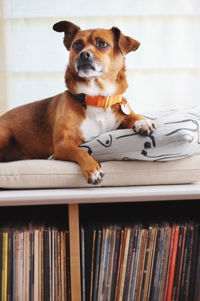 The couple’s pup, Freddie, loves the window seat in the living room.