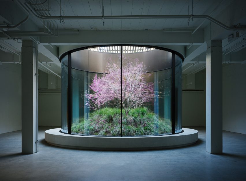 Trees and plants enclosed in a glass cylinder in a basement
