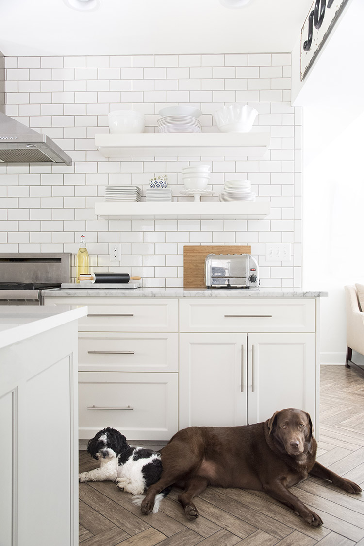 Two dogs in a minimalist white kitchen that has two floating shelves.