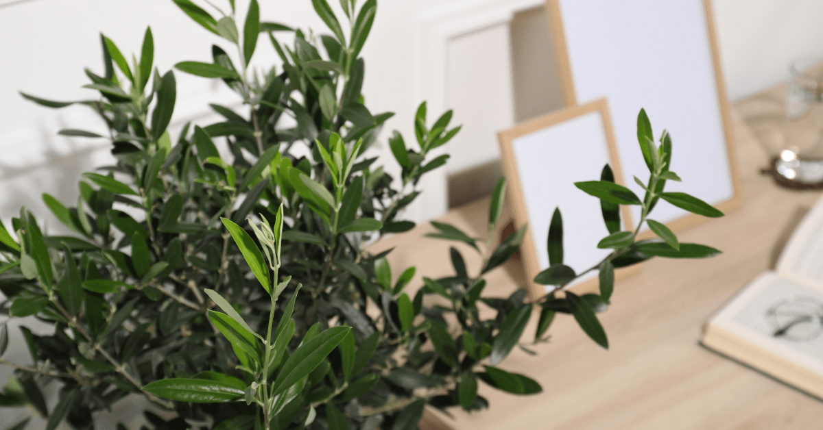 Closeup of olive tree leaves in front of a desk.