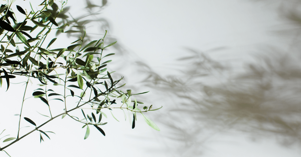 An olive tree with its shadow on the wall.