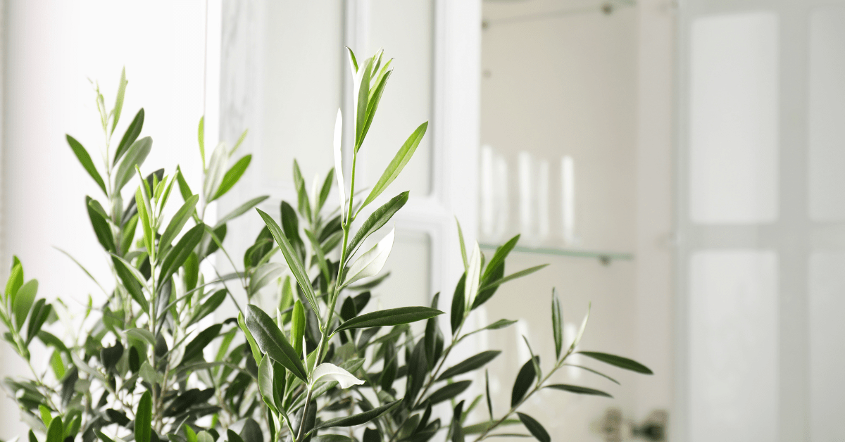 Closeup of an olive tree's leaves.