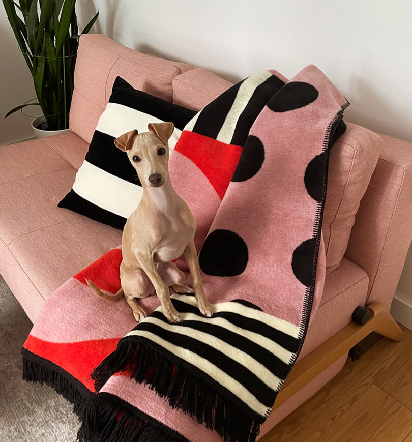 pink, red, white, and black geometric abstract throw blanket on a pink sofa with a light brown dog
