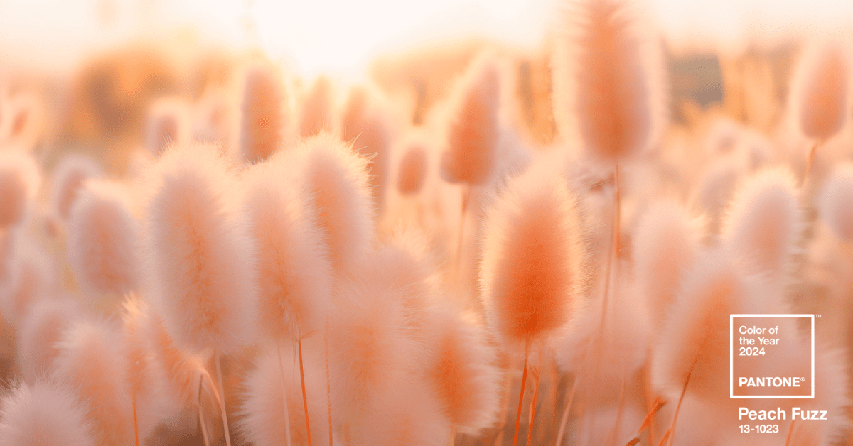 A field of plants that are Peach Fuzz 13-1023 in color.