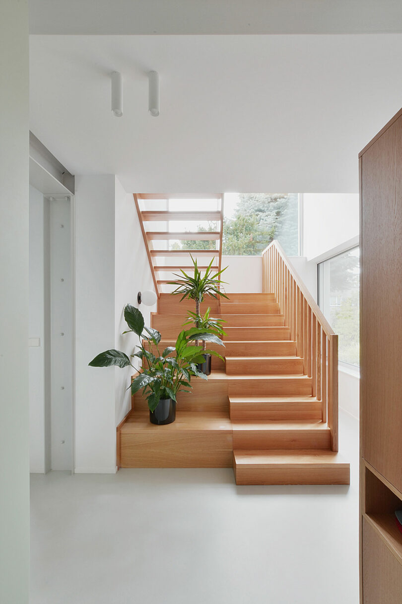 view of modern switch back stairs made of wood steps that extend to side to form shelves that hold plants
