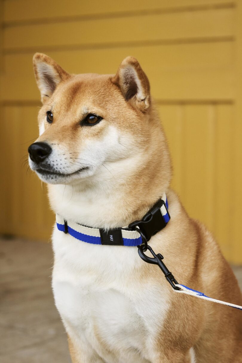shiba inu wearing a blue and white dog collar and dog leash
