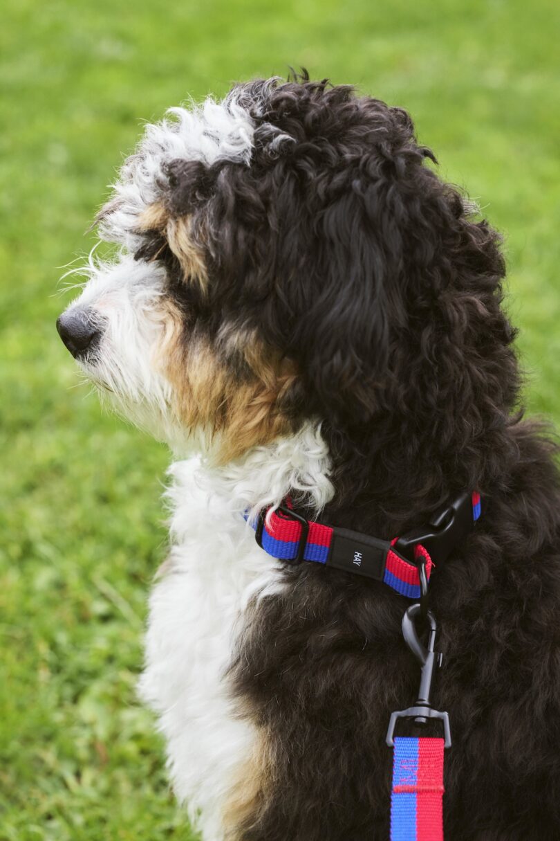 white, brown, and black dog black dog wearing a red and blue dog collar and dog leash