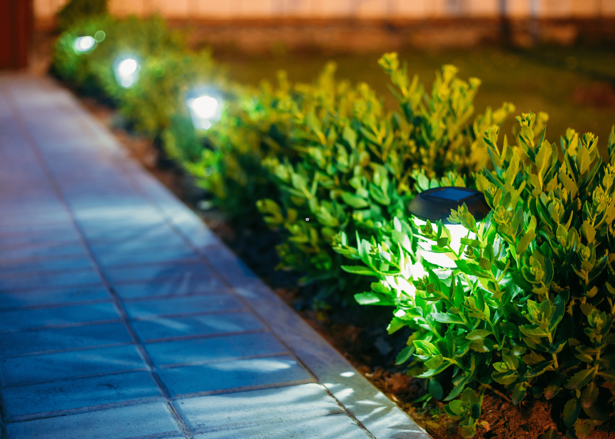 solar lights in boxwood bushes lining walkway