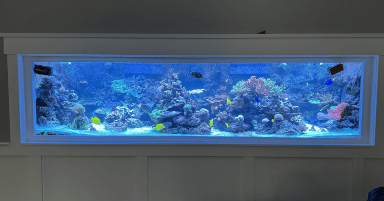 Living Room Fish Tank in Wall - Enhancing Your Home with Aquatic Elegance