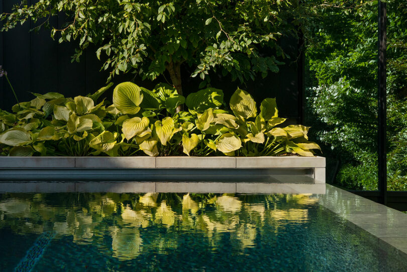 Lush green plants bordering a serene swimming pool with reflections in the water under sunlight.