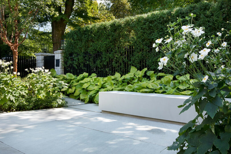 A serene garden featuring lush greenery and white flowers, with a modern white bench on a paved walkway, enclosed by a tall hedge and a metal gate.