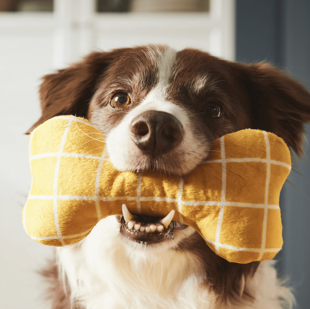 dog holding a yellow plush bone in its mouth