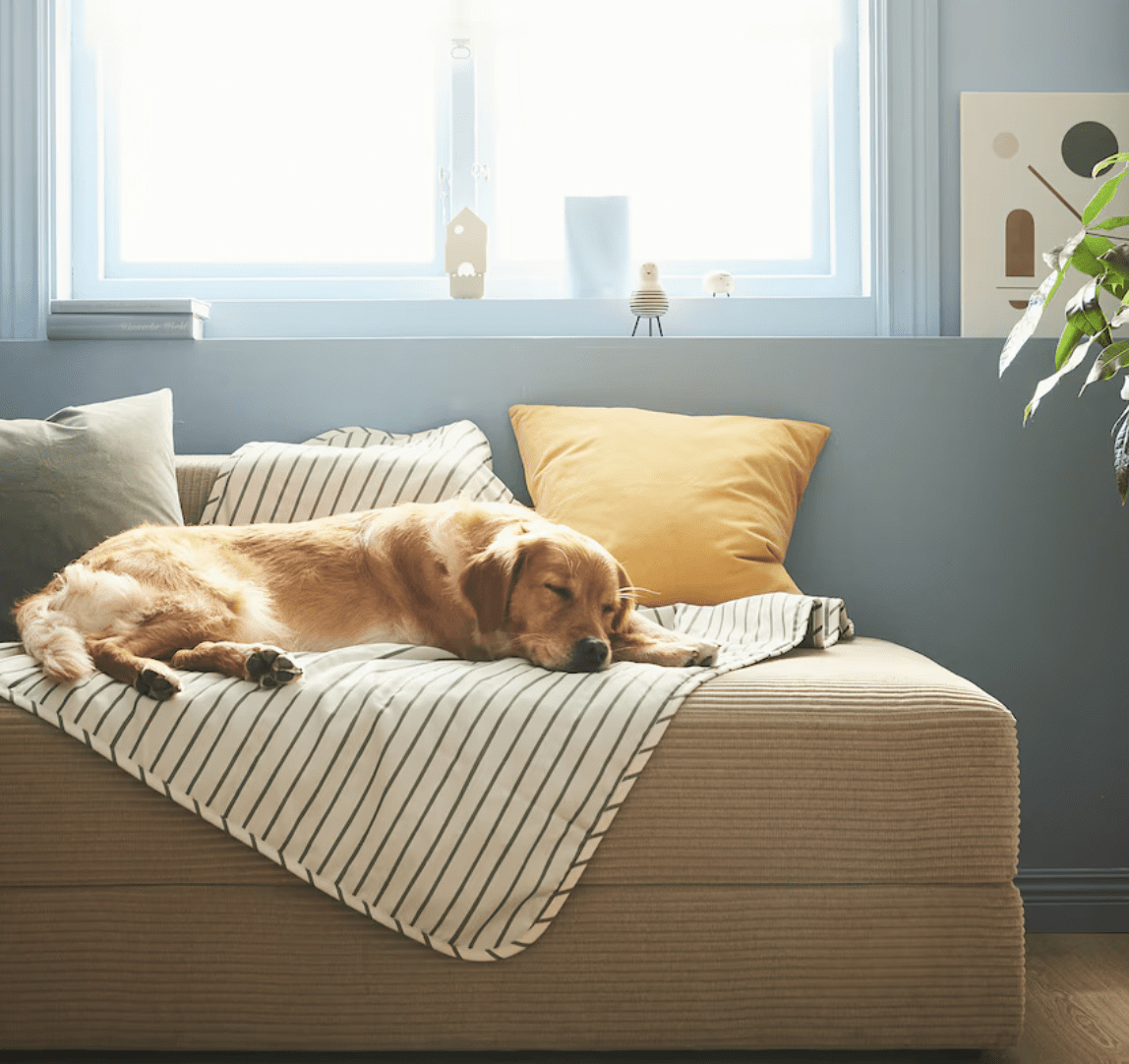 dog on a pet blanket sleeping on a couch