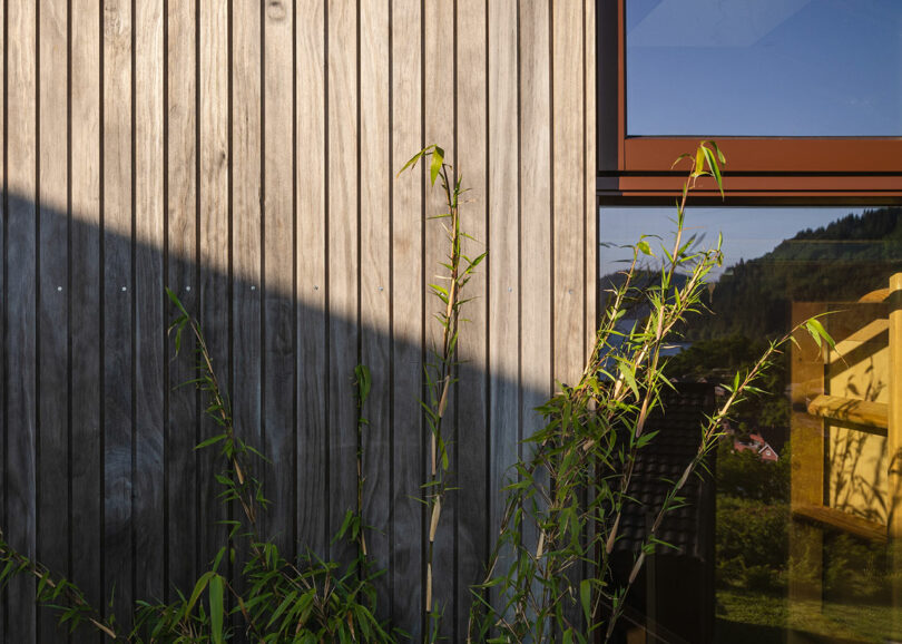 Wooden exterior wall with vertical planks, partially lit by sunlight. Green bamboo plants grow alongside the wall, and a window reflects a mountain landscape.