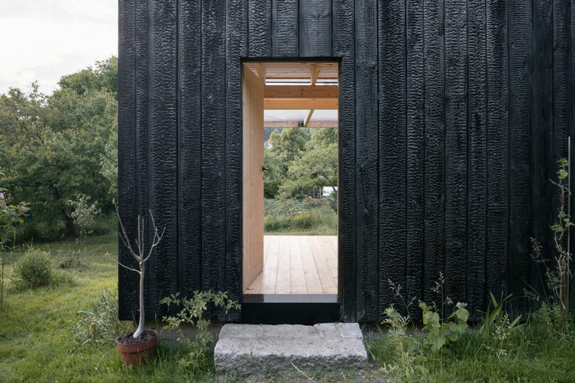 A building with black charred wood exterior features an open doorway, revealing a wooden interior, surrounded by greenery and a single potted plant beside the entrance.