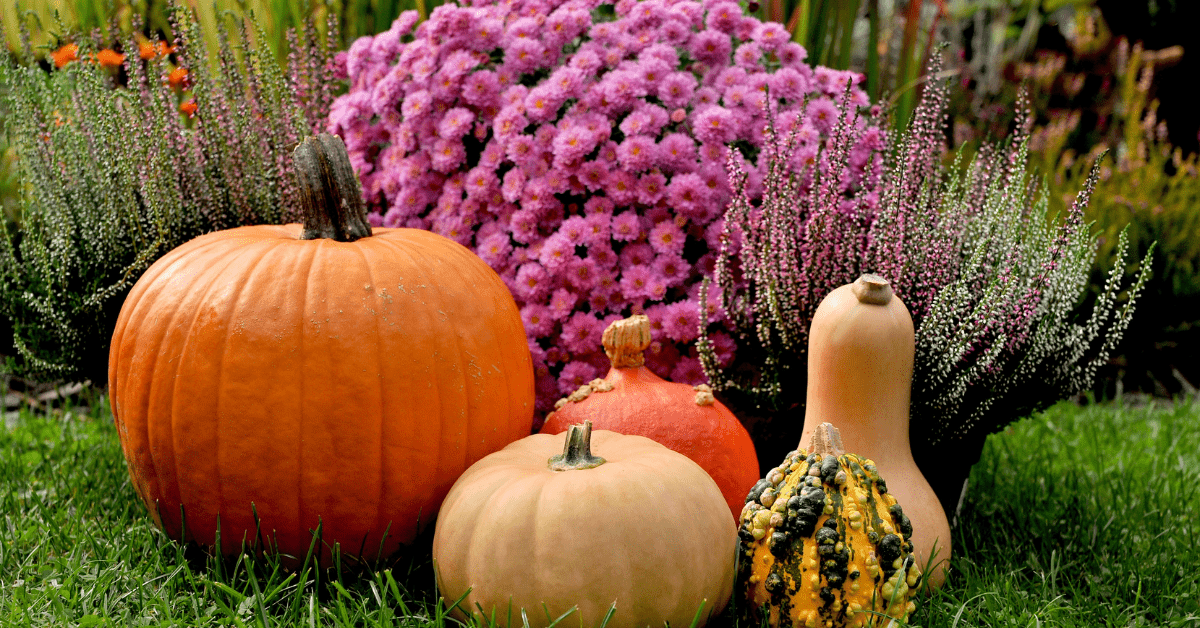 Pumpkins on front lawn.