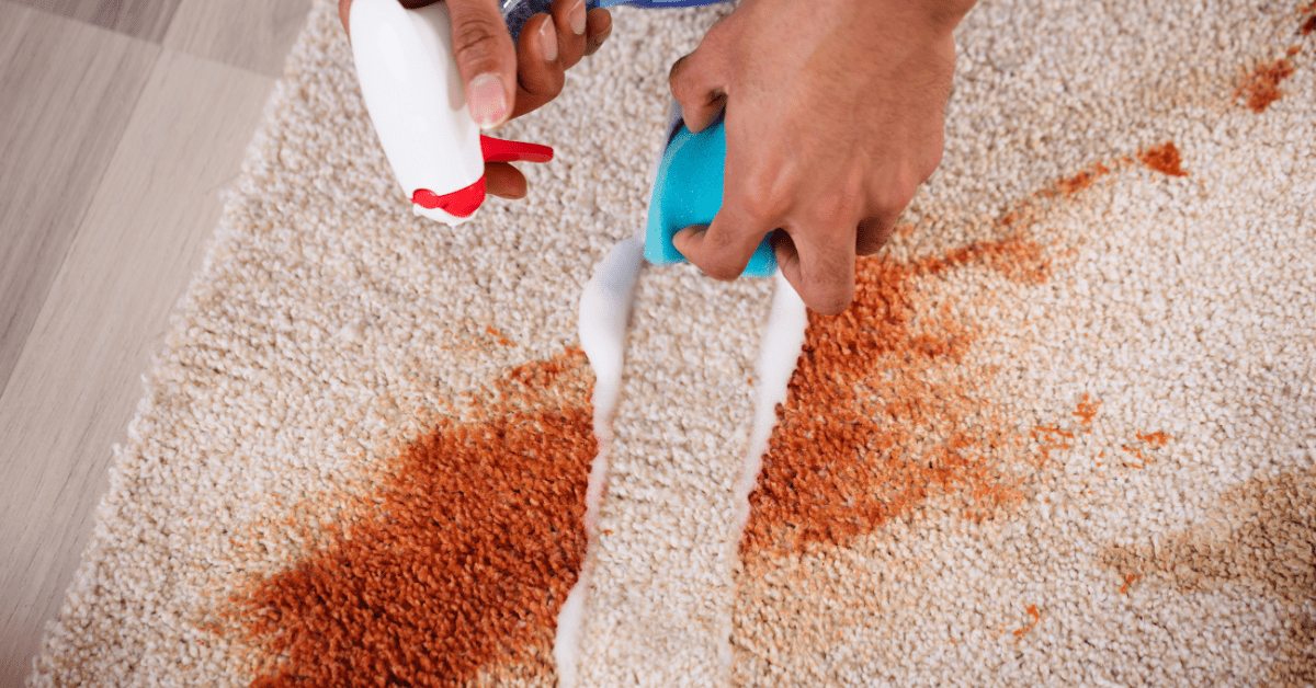 Wiping away carpet stain.