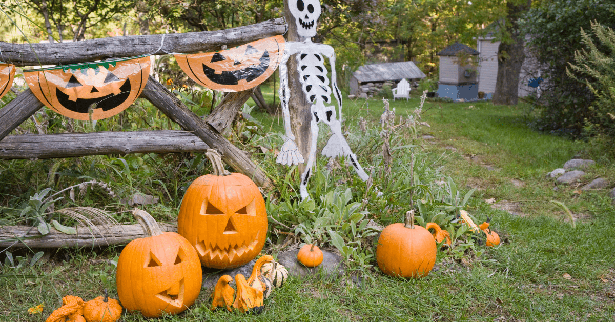 Skeleton and pumpkins on yard.