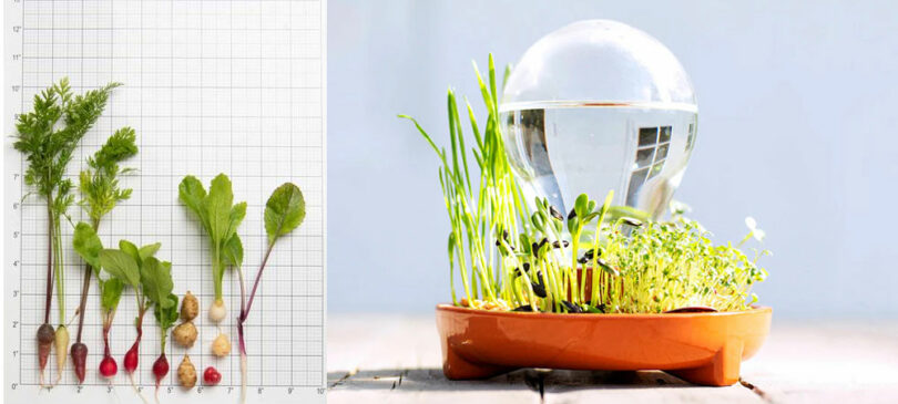 Left: Various plant seedlings and roots on graph paper. Right: Plants growing in a pot with a large glass orb on top.