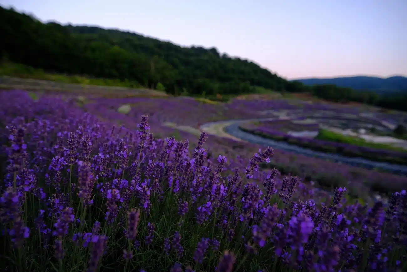 Lavender at Starry Night Retreat Bosnia