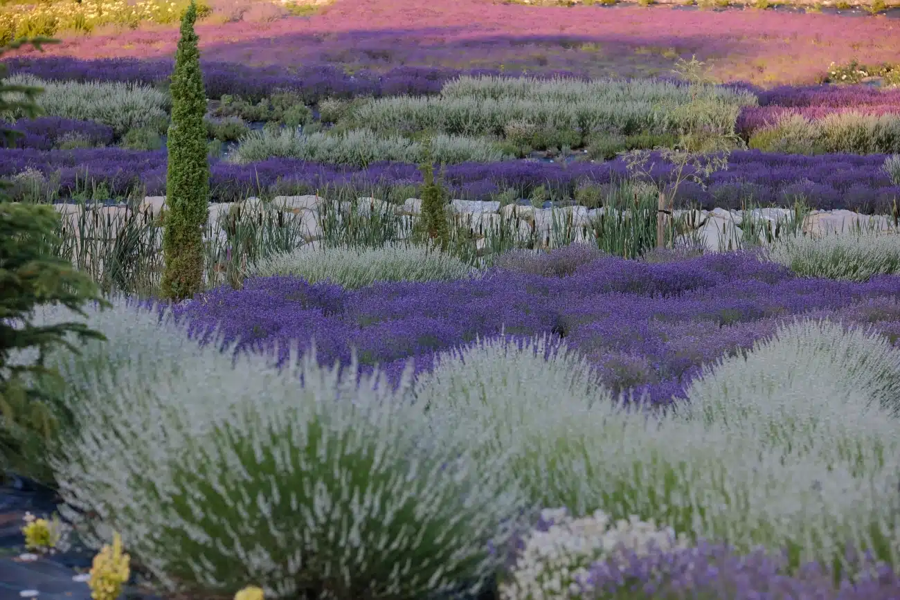 Lavender at Starry Night Retreat Bosnia