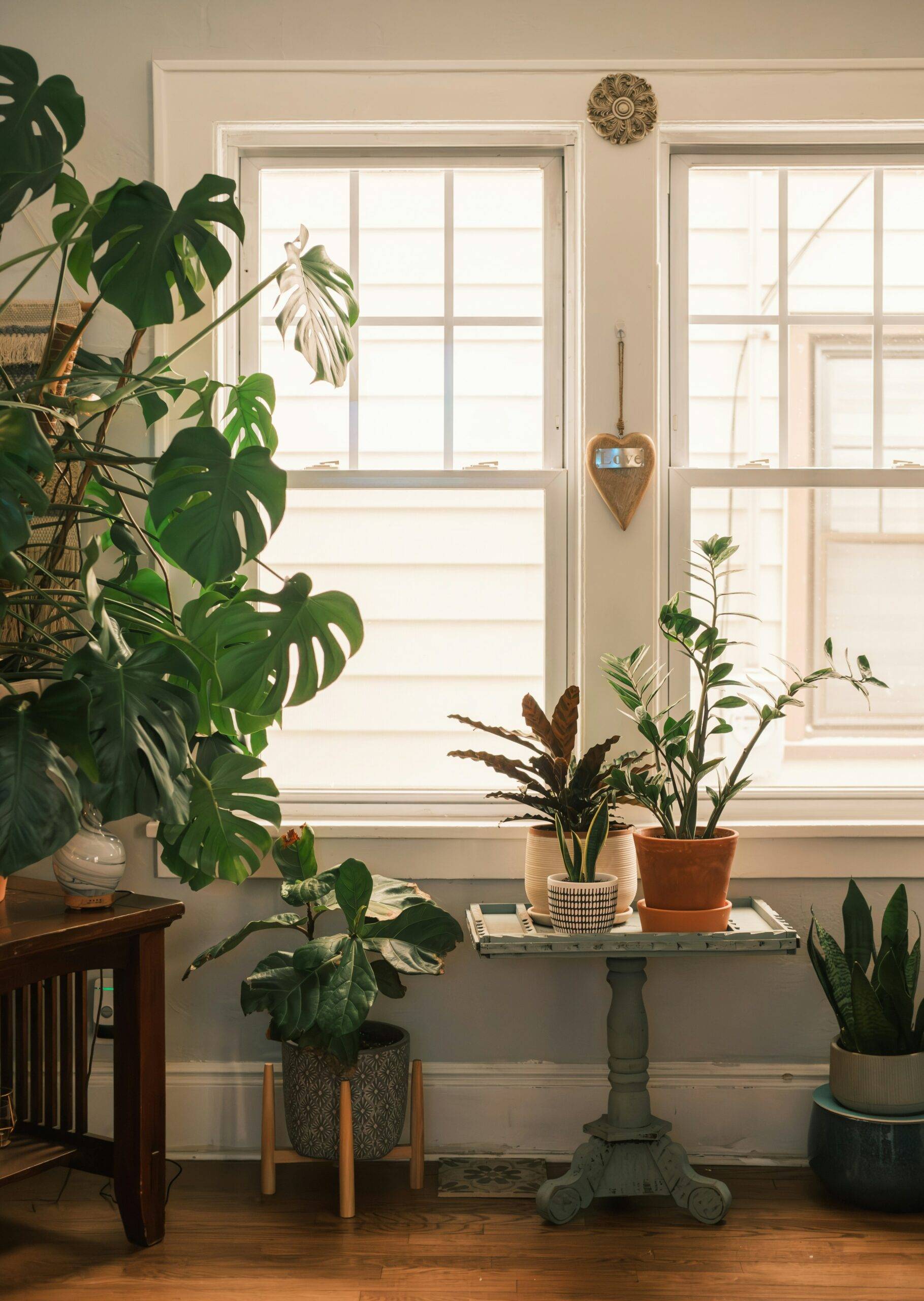 A photo of two windows in a room and the tables in front of them covered in various sizes of plants.