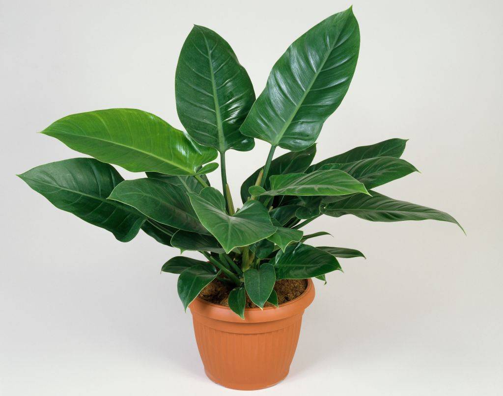 A philodendron potted plant.