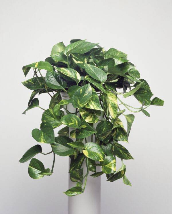 A pothos potted plant.