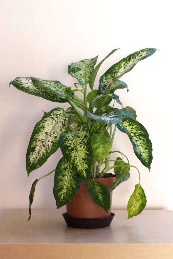 7 Common Houseplants That Don't Actually Belong There