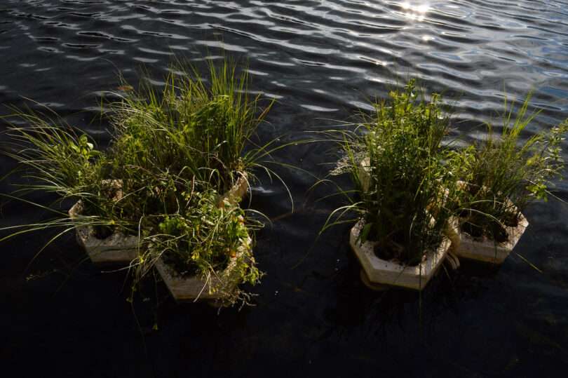 Three floating planters with greenery on a body of water reflect sunlight