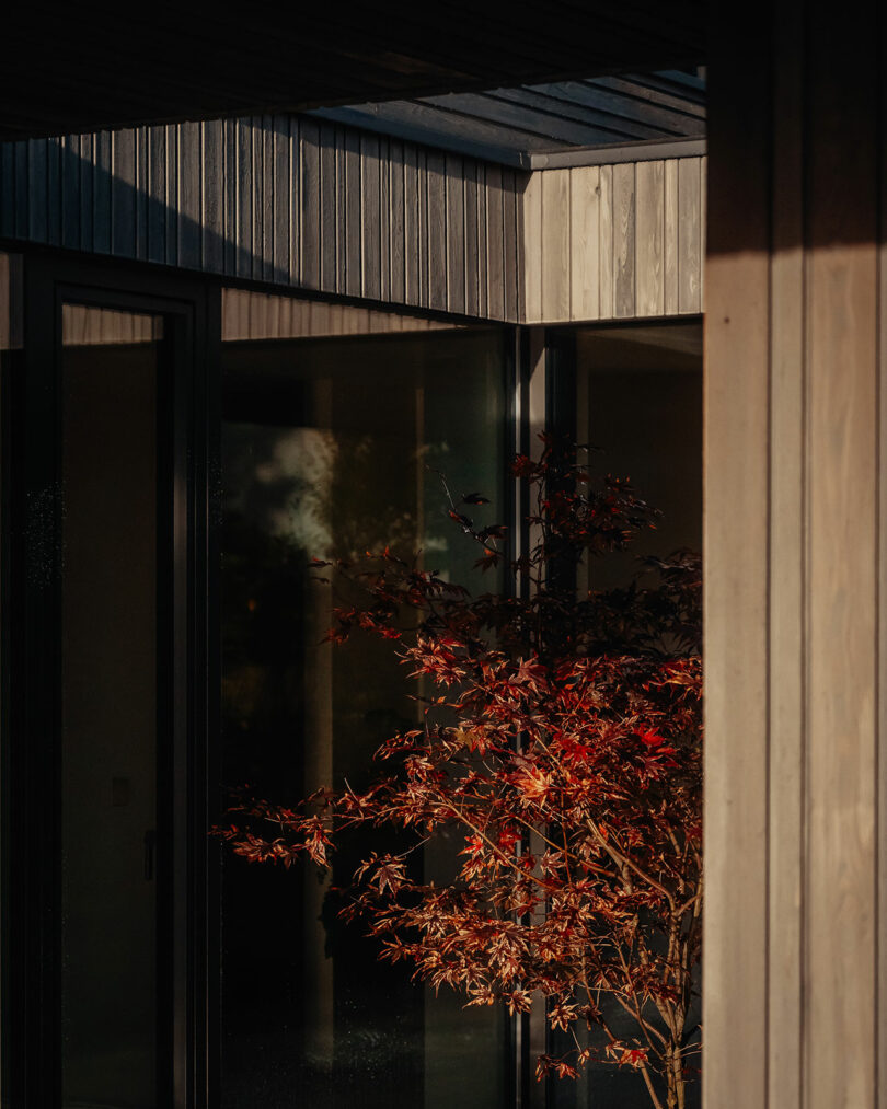 Sunlight illuminating a red-leaved plant next to a modern building with large glass windows and textured wooden walls.