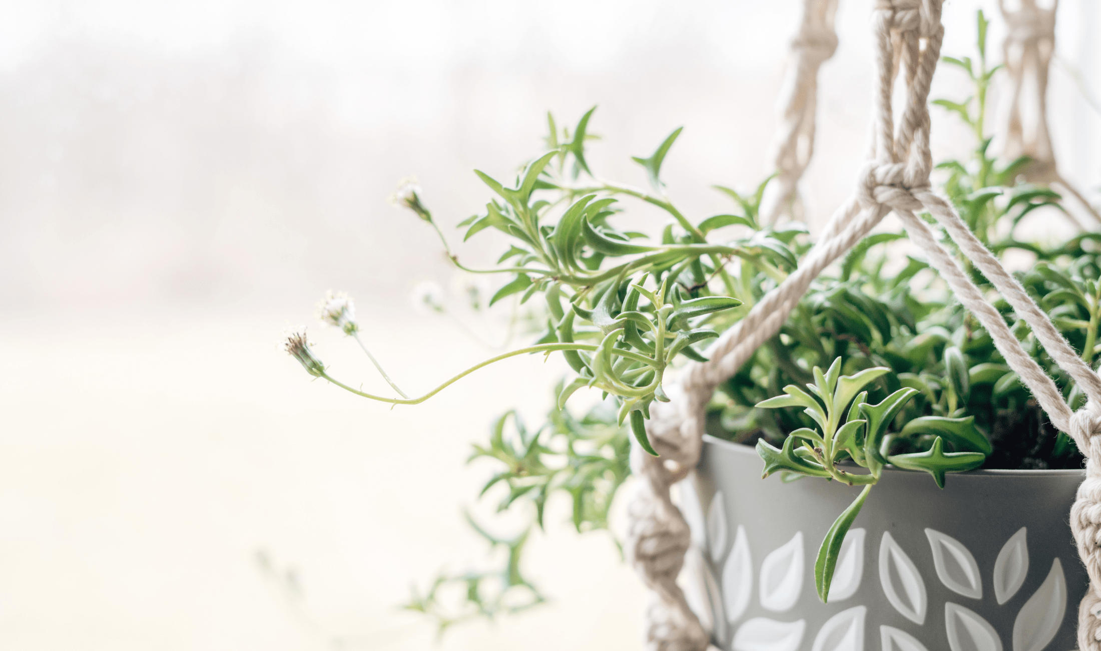 A hanging vase with a string of dolphins plant in it.