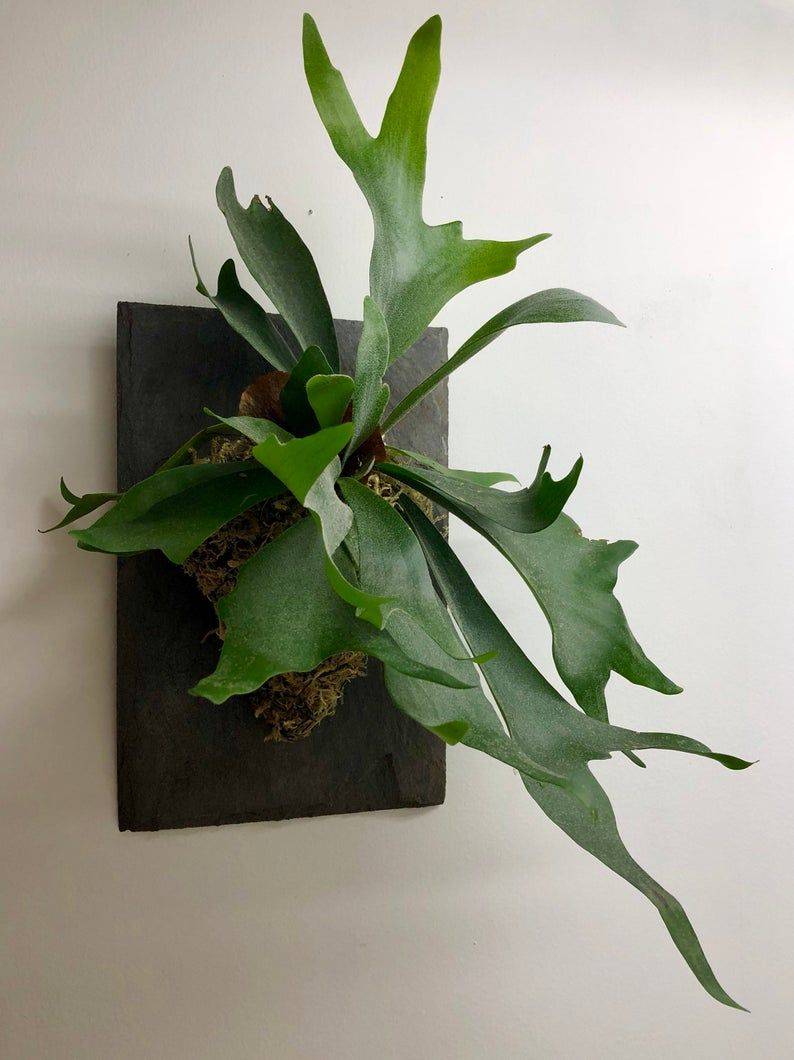 A staghorn fern mounted on a plate on the wall.