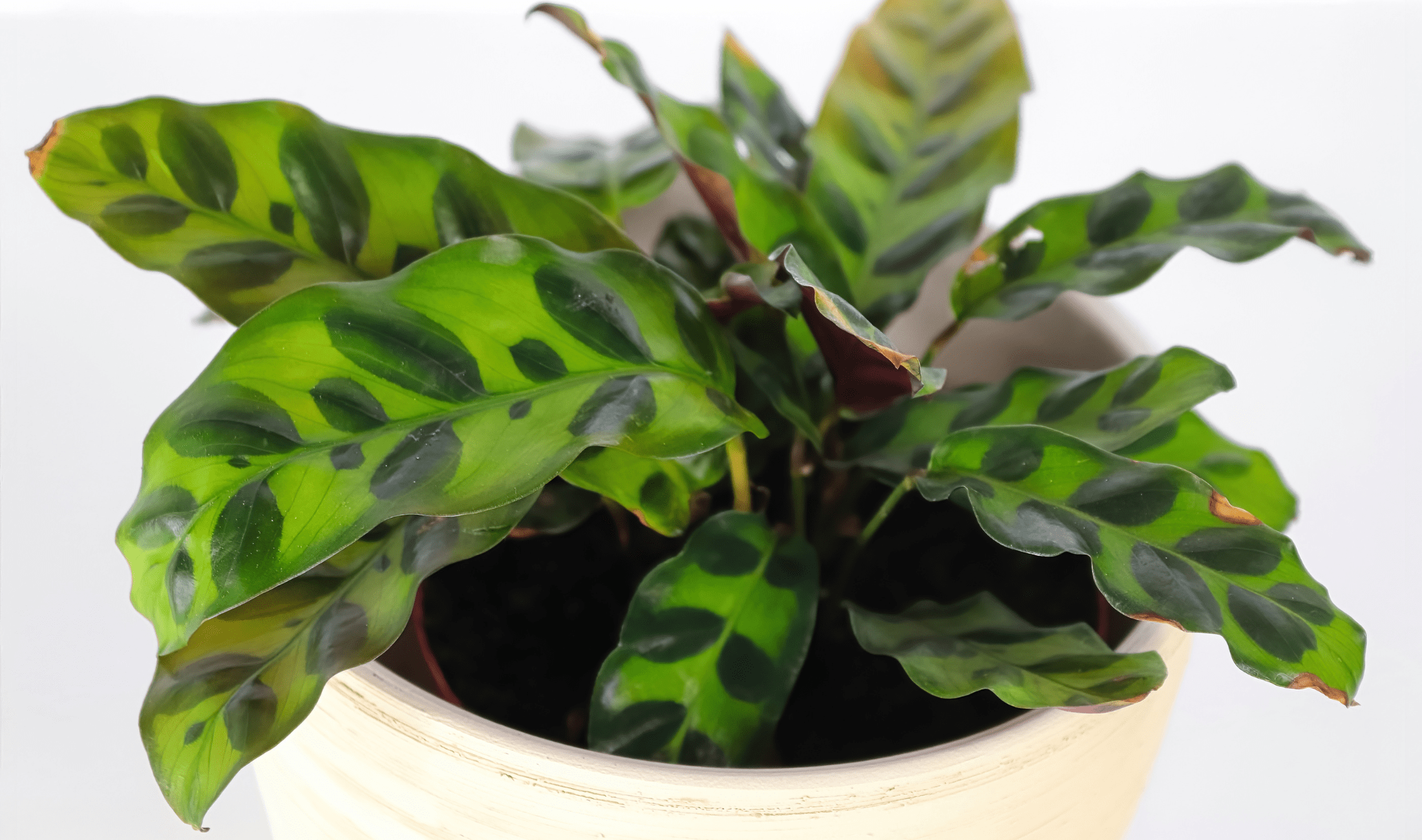 A white pot holding a rattlesnake plant.