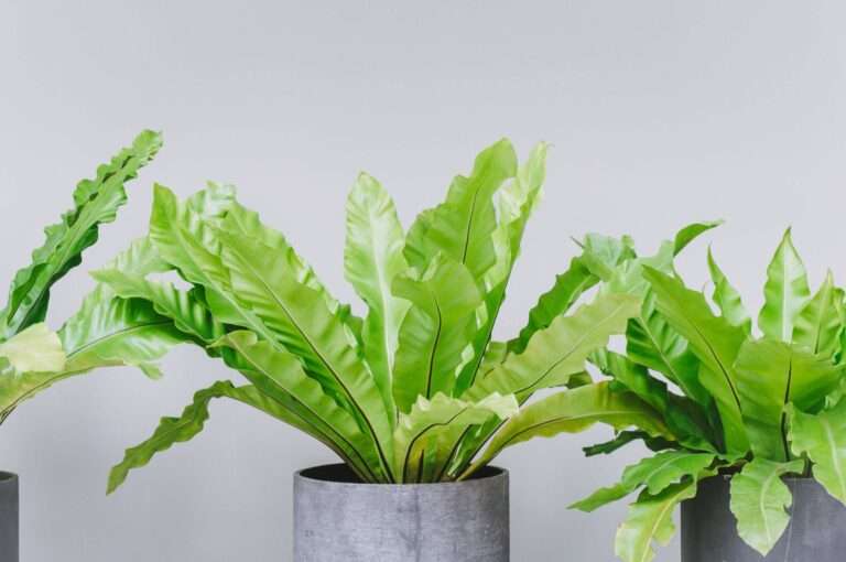 Houseplants That Will Instantly Turn Any Room Into an Oasis