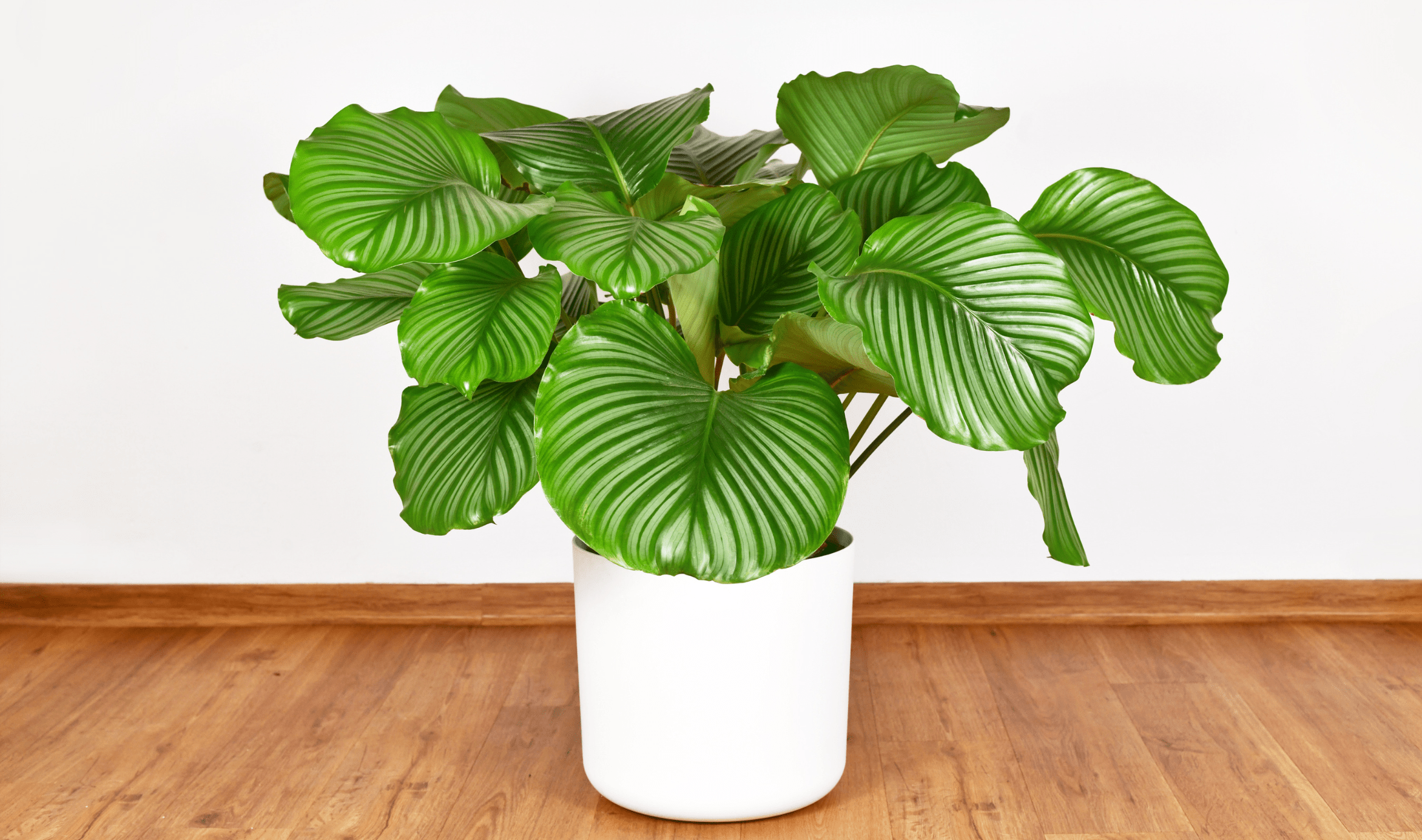 A large white pot holding a Calathea Orbifolia.