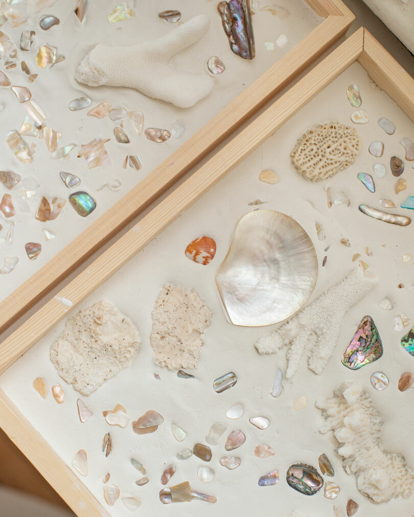A display case contains various seashells, coral pieces, and polished abalone shell fragments arranged on a light background