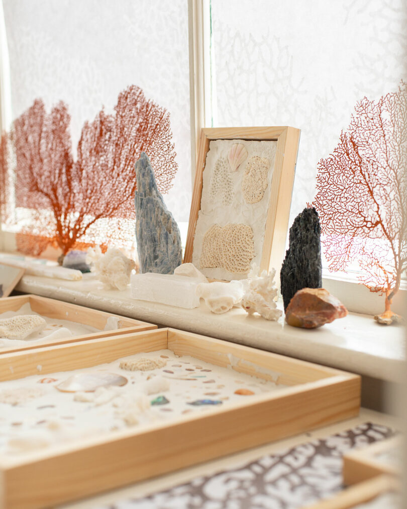 A display of coral, seashells, rocks, and marine specimens arranged on a windowsill and in wooden trays, with intricate coral pieces propped against frosted windows