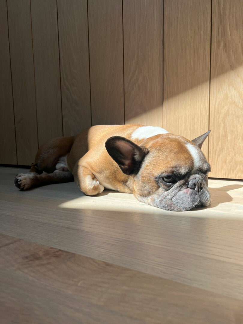 A brown and white French bulldog lies on a wooden floor in a patch of sunlight, resting its head and appearing relaxed—a peaceful moment captured by Nicki Gitlin.