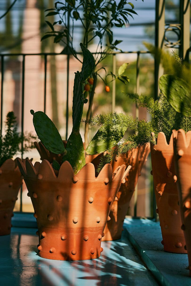 Terracotta pots with embossed designs contain various green plants and cacti, placed on a blue surface in sunlight with shadows and a metal railing in the background.