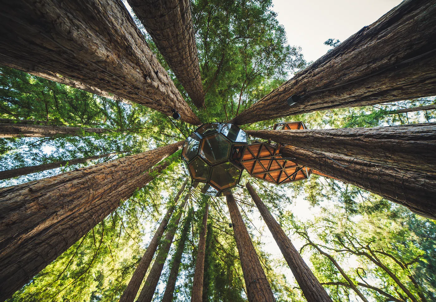 Redwood Ripple Treehouse by O2 Treehouse