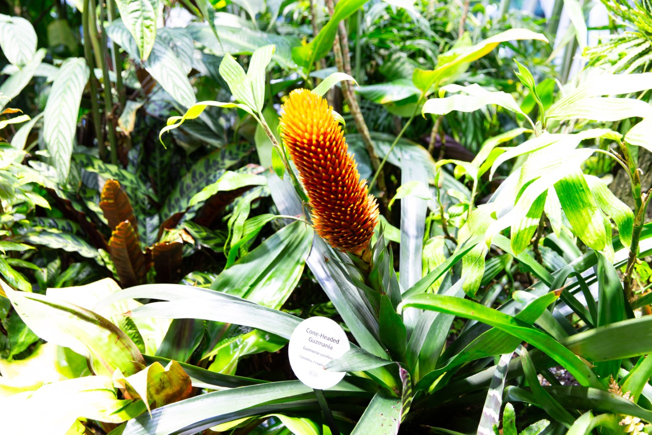 Amazon Sphere Plants