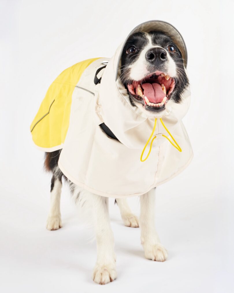 A black and white dog wearing a yellow and white raincoat stands on a white background with its mouth open