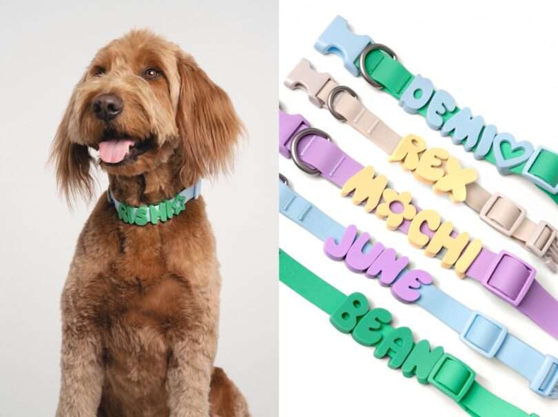 A brown dog wearing a customizable collar with its name sits next to five colorful dog collars with silicone charms, each displaying a different names in large letters