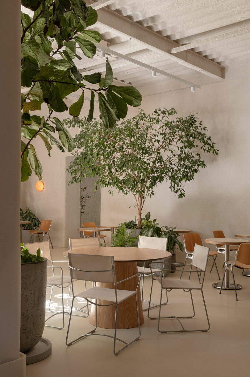 A minimalist café interior features neutral tones, modern chairs and tables, and large potted plants creating a calm, natural atmosphere.