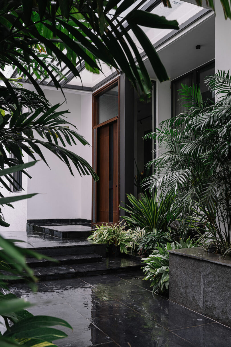 A modern house entrance with an open wooden door, surrounded by lush green plants and wet, black tiled steps.
