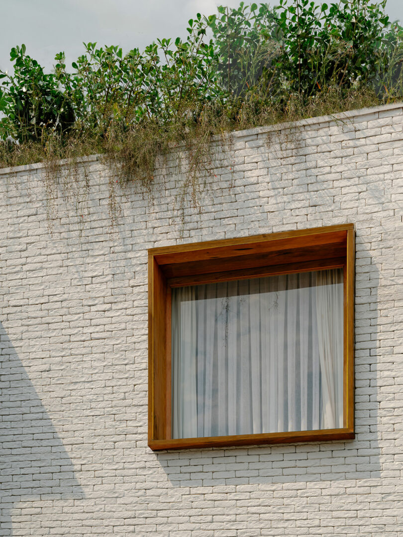 A modern window with a wooden frame is set in a white brick wall; greenery grows along the top edge of the wall.
