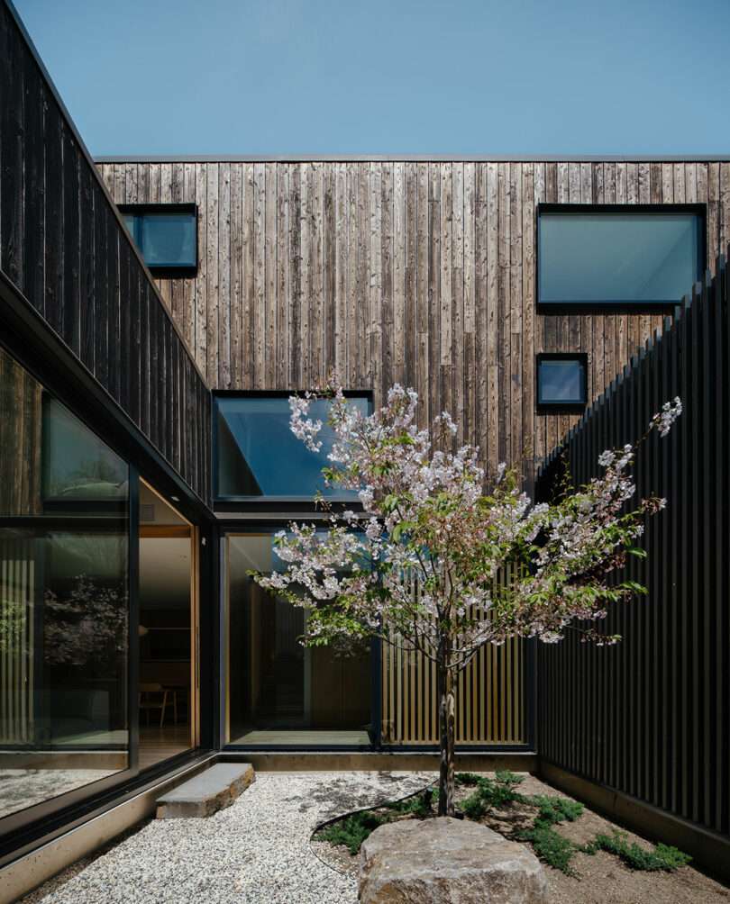 A minimalist courtyard with a blossoming tree, gravel ground, large rocks, and modern wooden building facades with rectangular windows under a clear sky.